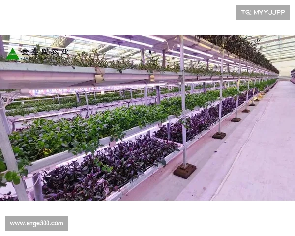 西甲场馆建设现状与未来发展趋势探讨 西甲场馆建设现状与未来发展趋势探讨